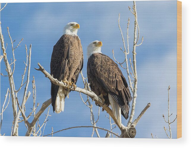 Bald Eagle Wood Print featuring the photograph Bald Eagle Pair Surveys Their Domain by Tony Hake
