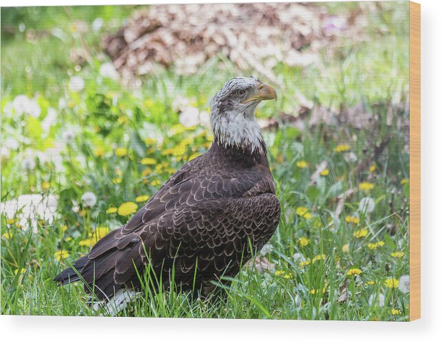 Bald Wood Print featuring the photograph Bald Eagle by Susie Weaver