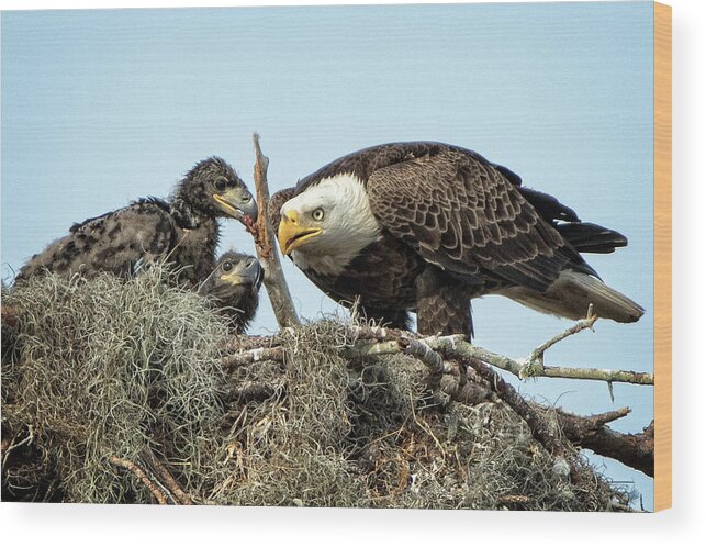 Bald Eagles Wood Print featuring the photograph Bald Eagles nest by Steven Upton