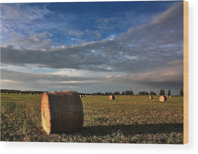 Rain Thunder Wet Drops Elevator Terminal Hay Canola Rape Sunset Evening Trail Wagon Covered Wagon Clouds Storms Elevator Grain  Sunset Wood Print featuring the photograph Bale by David Matthews