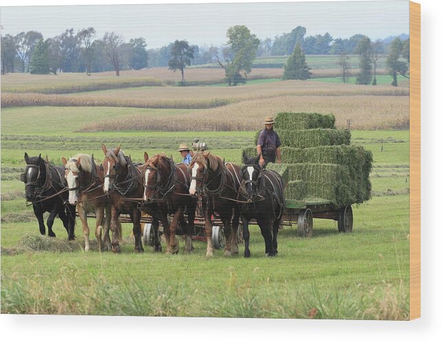 Amish Wood Print featuring the photograph Baling the Hay by Lou Ford