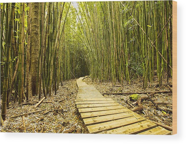 Bamboo Forrest Wood Print featuring the photograph Bamboo Forrest by Josh Bryant