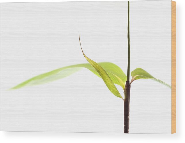 Minimalism Wood Print featuring the photograph Bamboo Meditation 1 by Carol Leigh