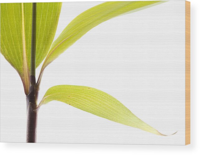Minimalism Wood Print featuring the photograph Bamboo Meditation 2 by Carol Leigh