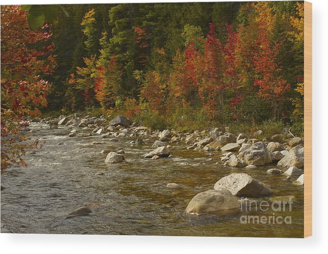 Autumn Wood Print featuring the photograph Banks Aglow by Alice Mainville