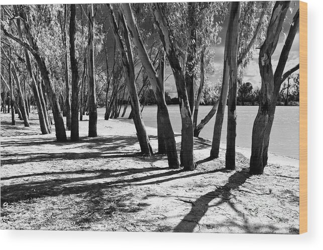 Banks Of The Murray River Loxton Riverland South Australia B&w Wood Print featuring the photograph Banks of the Murray River by Bill Robinson