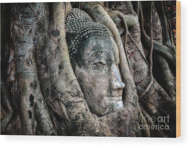 Wat Mahathat Wood Print featuring the photograph Banyan Tree Buddha by Adrian Evans