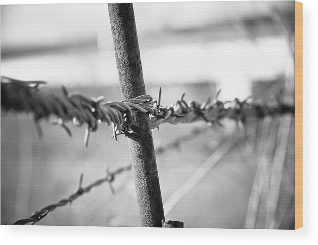 Texas Wood Print featuring the photograph Barbed Wire by Adam Reinhart