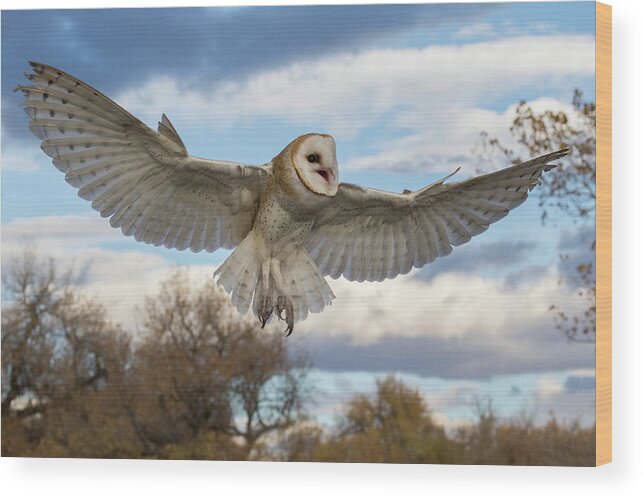 Barn Owl Wood Print featuring the photograph Barn Owl Makes a Happy Landing by Tony Hake