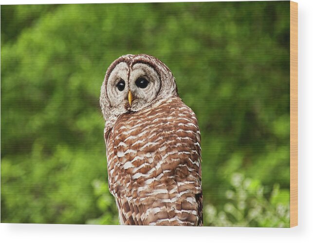 Barred Owl Wood Print featuring the photograph Barred Owl Closeup by Peggy Collins