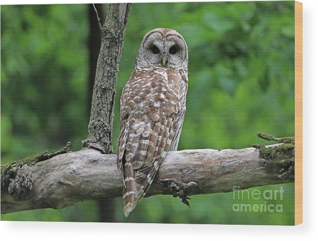 Eastern Owl Wood Print featuring the photograph Barred Owl by Elizabeth Winter