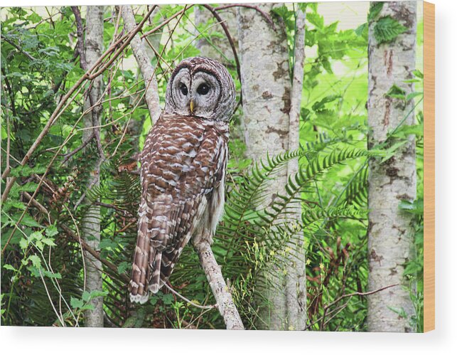 Barred Owl Wood Print featuring the photograph Barred Owl Hunting in Alder Forest by Peggy Collins