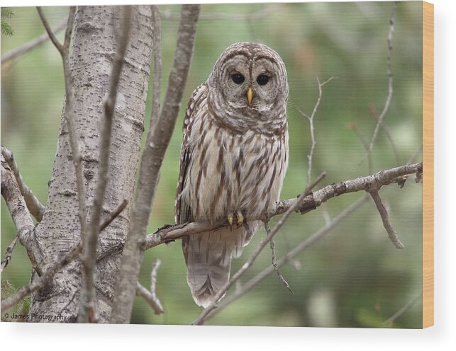 Barred Owl Wood Print featuring the photograph Barred Owl by James Petersen