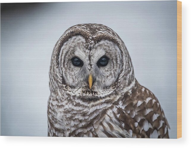 Barred Owl Wood Print featuring the photograph Barred Owl by Paul Freidlund