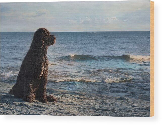 Portuguese Water Dog Wood Print featuring the photograph Bask In The Sun by Robin-Lee Vieira