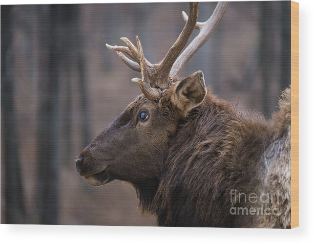 Elk Wood Print featuring the photograph Battle Scar by Andrea Silies