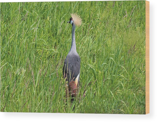 East African Crowned Crane Wood Print featuring the photograph Baxter by Michiale Schneider