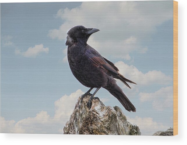 Crow Wood Print featuring the photograph Beach Bum Crow by Peggy Collins