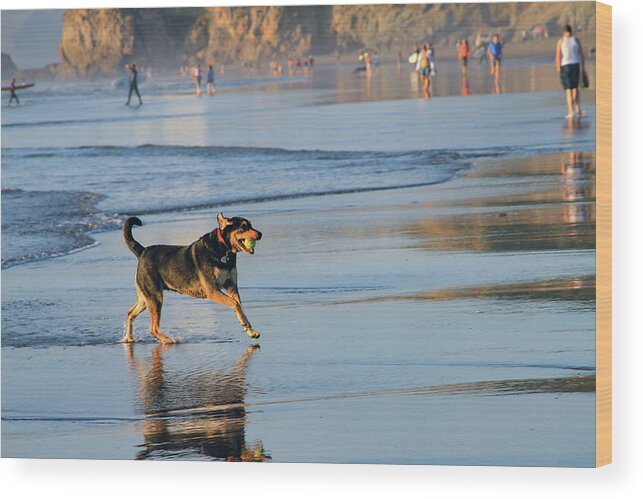 Bonnie Follett Wood Print featuring the photograph Beach Dog Playing Fetch by Bonnie Follett