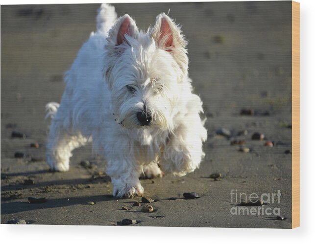 Denise Bruchman Wood Print featuring the photograph Beachcombing Westie Low Tide by Denise Bruchman