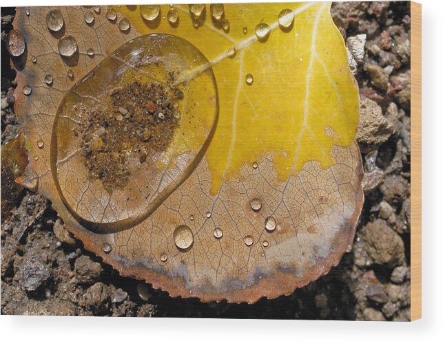 Leaf Wood Print featuring the photograph Tiny Pond by Becky Titus