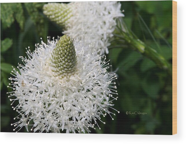 Wild Plants Wood Print featuring the photograph Bear Grass Up Close by Kae Cheatham
