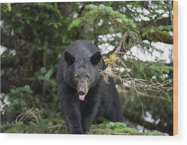Black Bear Wood Print featuring the photograph Bear Tongue by David Kirby