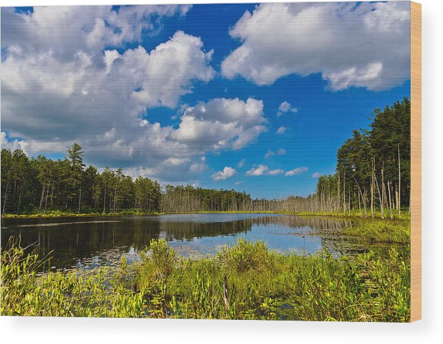 Landscape Wood Print featuring the photograph Beautiful Afternoon in the Pine Lands by Louis Dallara