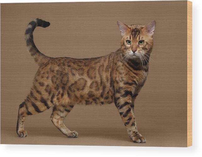 Cat Wood Print featuring the photograph Beautiful Bengal Cat Stands on Brown background by Sergey Taran