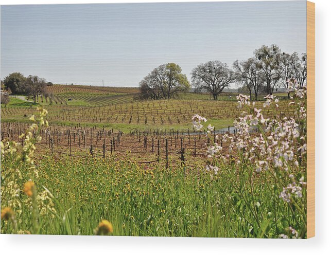 Green Wood Print featuring the photograph Beautiful California Vineyard Framed with Flowers by Brandon Bourdages