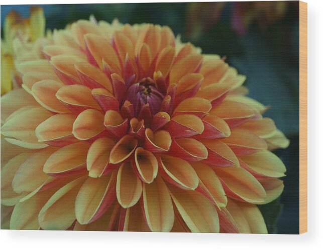 Flowers Wood Print featuring the photograph Beautiful Dahlia 1 by Dimitry Papkov