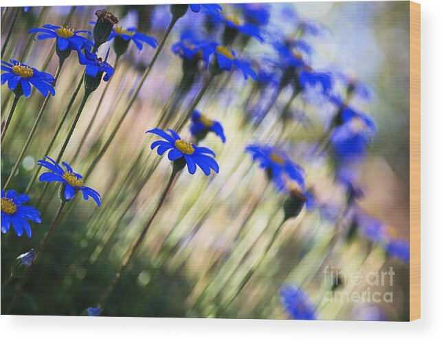 Beautiful Wood Print featuring the photograph Beautiful Dancing Blue Flowers Romance by Joy Watson