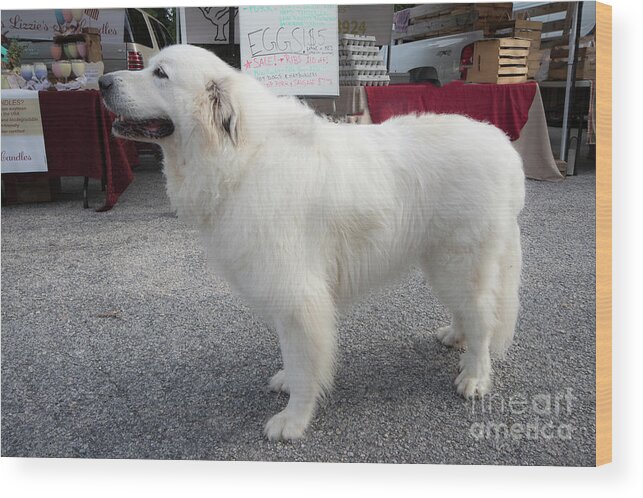 Dog Wood Print featuring the photograph Beautiful Great Pyrenees 10473 by Doug Berry