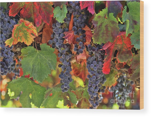 Wine Wood Print featuring the photograph Beautiful Harvest Vineyard by Stephanie Laird