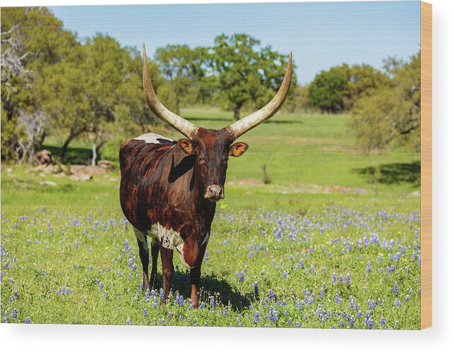 African Breed Wood Print featuring the photograph Beautiful longhorn bull by Raul Rodriguez