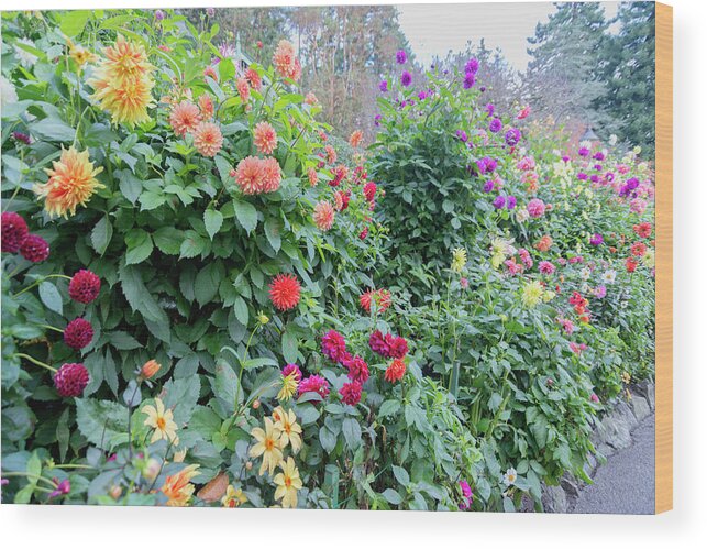 Outdoor Wood Print featuring the photograph Beautiful lot of dahlias,Butchart gardens,Victoria,Canada by Andrew Kim