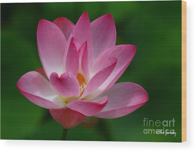 Flower Wood Print featuring the photograph Beautiful by Steve Javorsky