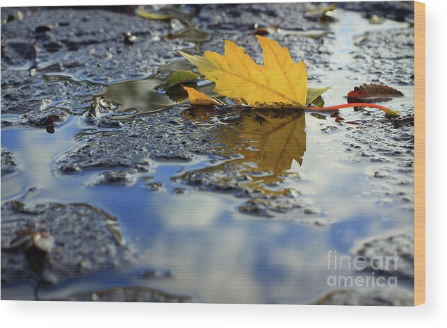 Leaf Wood Print featuring the photograph Beauty Above and Below Me by Viviana Nadowski