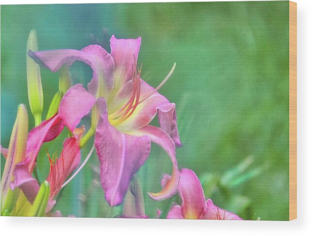 Flower Wood Print featuring the photograph Beauty for a Day by Ches Black