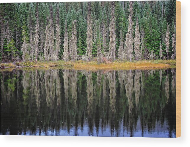 Idaho Bog Framed Print Wood Print featuring the photograph Beauty in Idaho Bog by L J Oakes