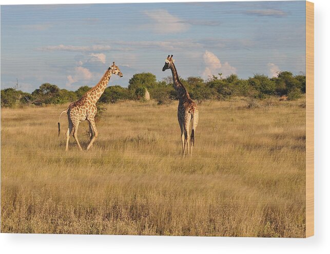 Nature Wood Print featuring the photograph Beauty in the sky by Joe Burns