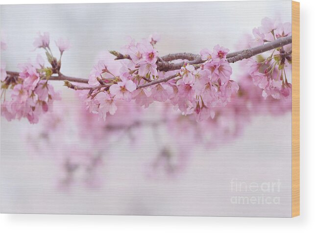 Cherry Blossom Wood Print featuring the photograph Beauty of blossom by Rima Biswas