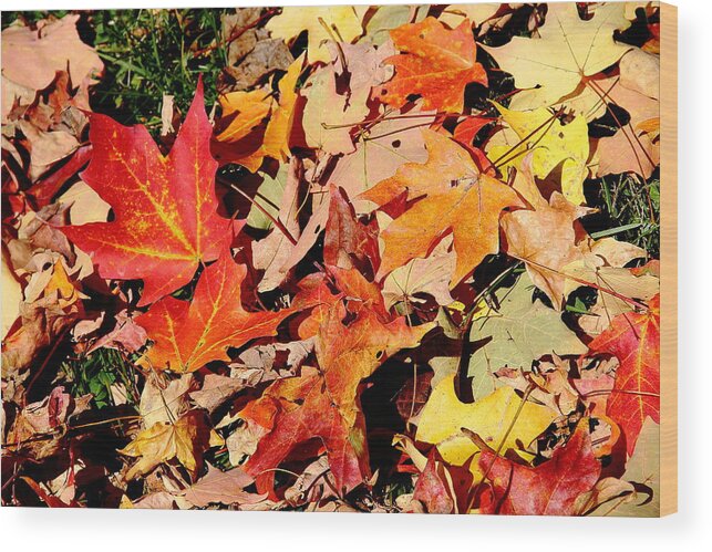 Leaves Wood Print featuring the photograph Beauty of Fallen Leaves by Allen Nice-Webb
