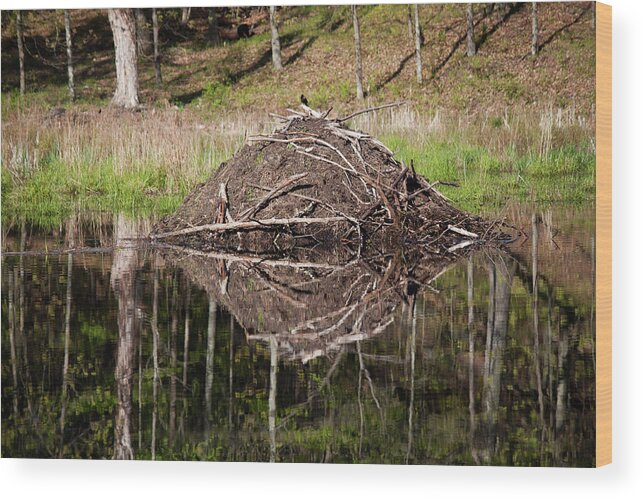 Nature Wood Print featuring the photograph Beaver Lodge Reflection by Jeff Severson