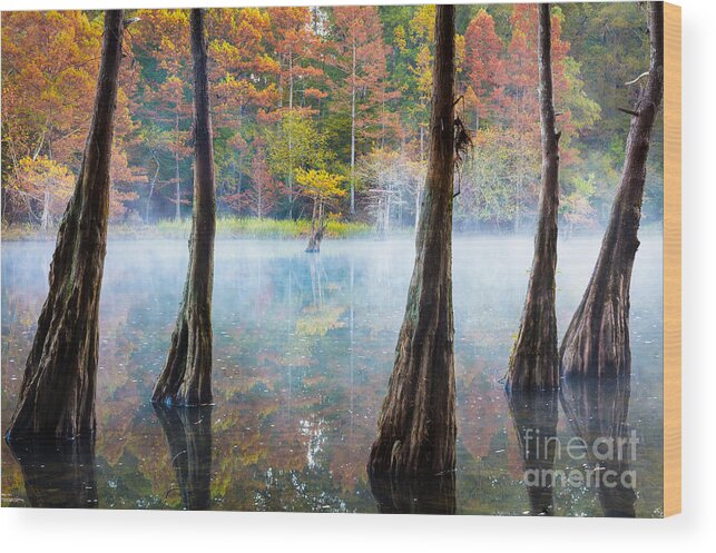America Wood Print featuring the photograph Beavers Bend Cypress Grove by Inge Johnsson