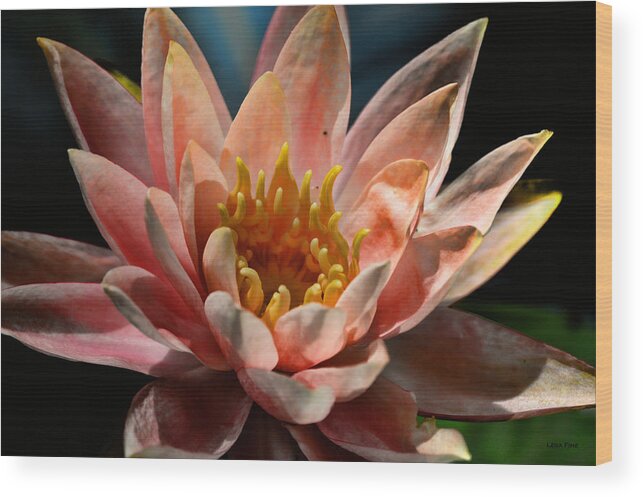 Water Lily Wood Print featuring the photograph Beckoning The Sun Water Lily by Lesa Fine