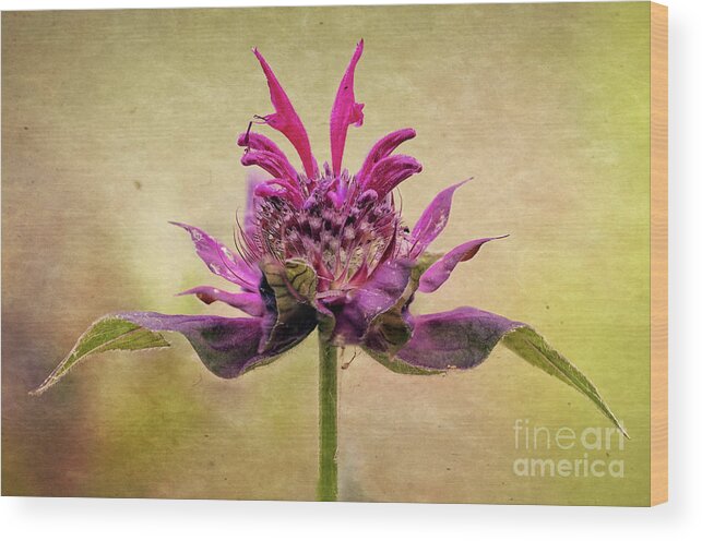 Bee Balm Wood Print featuring the photograph Bee Balm with a Vintage Touch by Anita Pollak