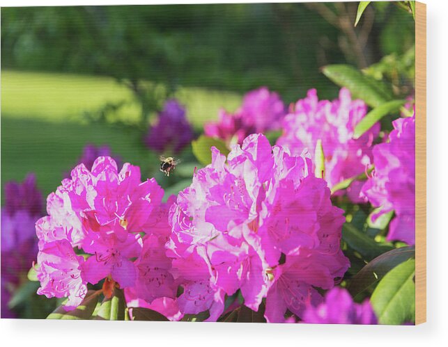 Bee Wood Print featuring the photograph Bee Flying Over Catawba Rhododendron by D K Wall