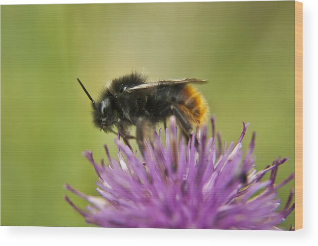 Bee Wood Print featuring the photograph Bee I by Vicki Field