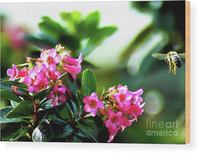 Macro Wood Print featuring the photograph Bee in flight by Micah May